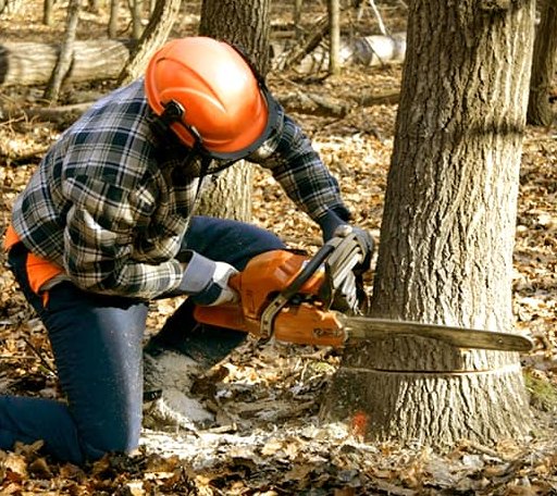 Tree Removal in Corapeake, NC